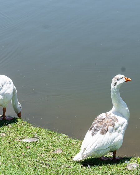 Gansos no Parque Centenário da Imigração Japonesa em Mogi das Cruzes