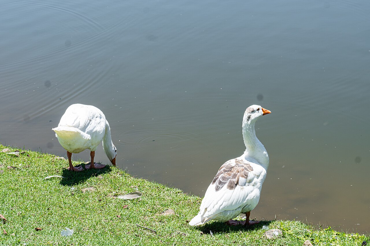 Gansos no Parque Centenário da Imigração Japonesa em Mogi das Cruzes